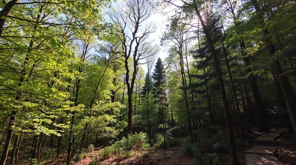 Les arbres : 10 activités ludiques pour les découvrir